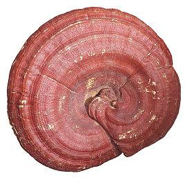 网易大逃杀FPS《代号：血战》海外下载量达3千万次